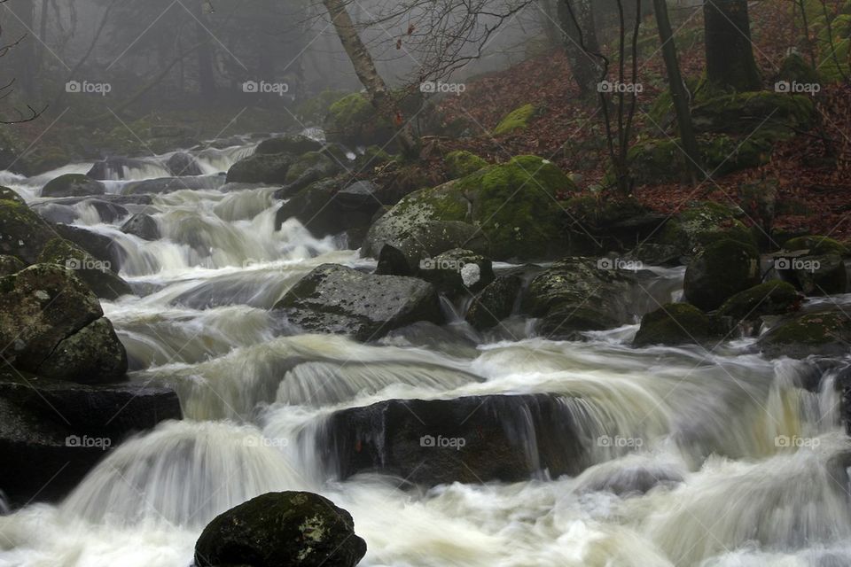 river in forest