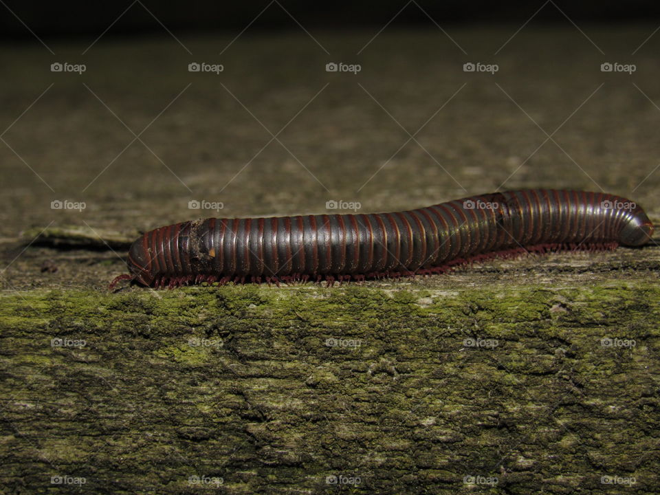 Millipede 