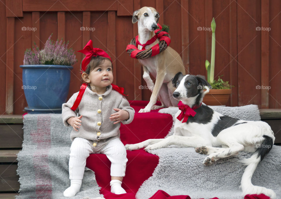 Lovely child loving sighthounds and Christmas, red bow 