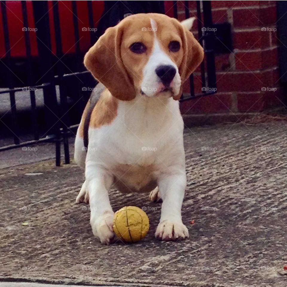 Beagle and the Ball