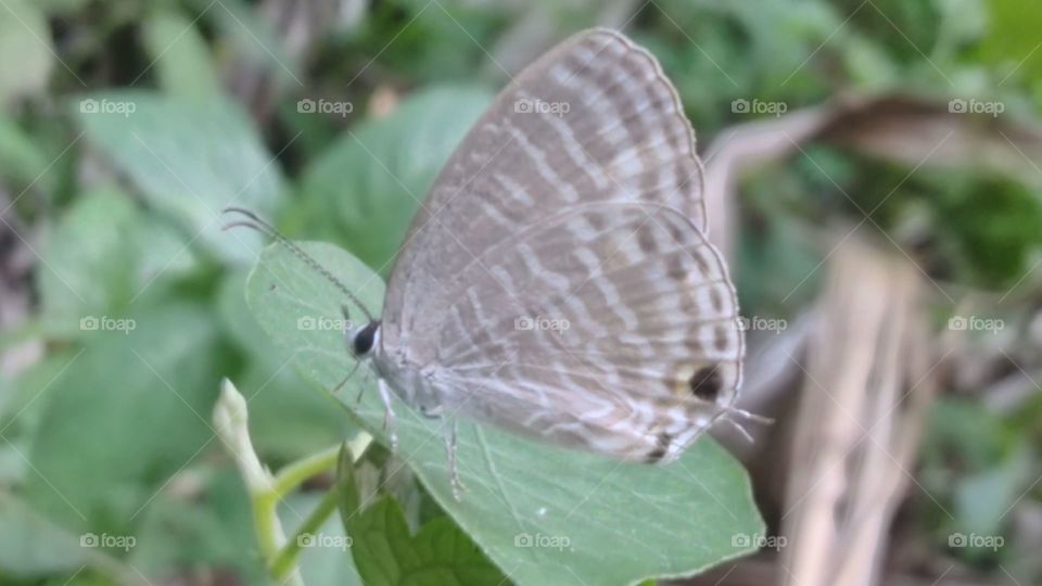 A small butterfly perched on a leaf