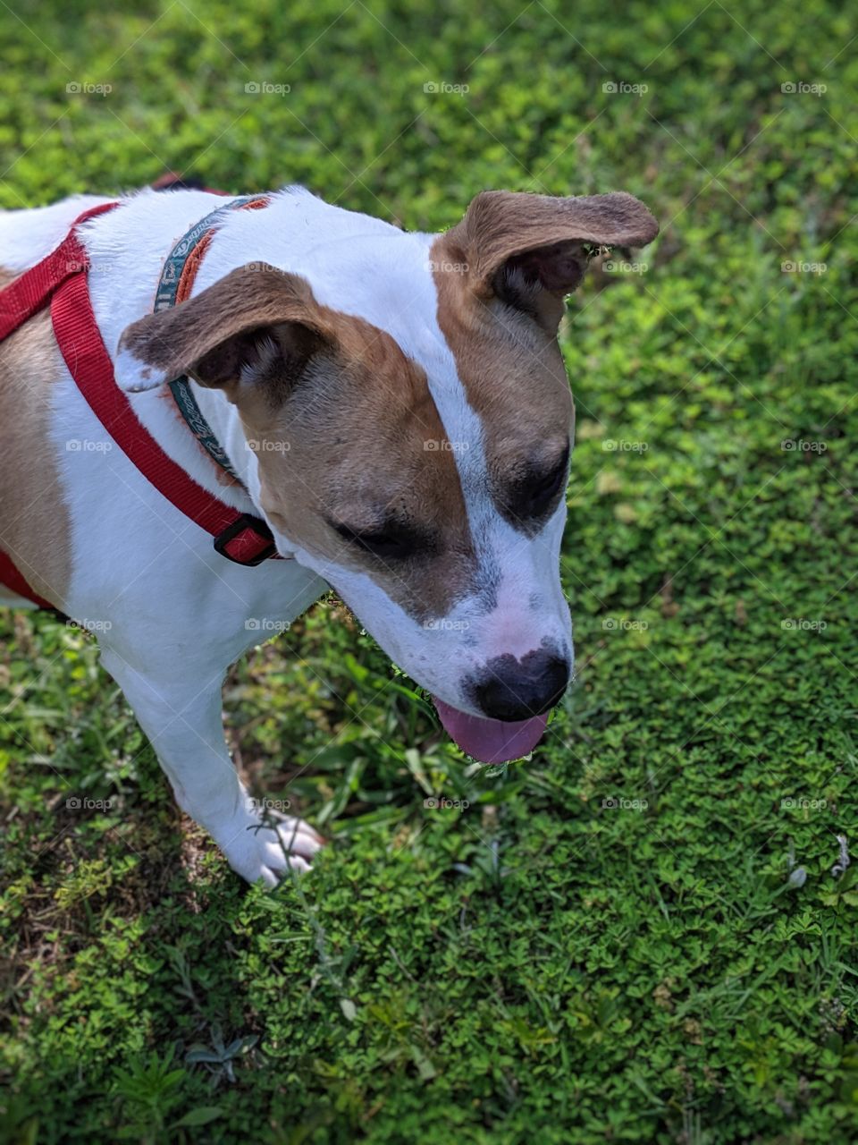 Just strolling around the lake with my pit bull Nikki