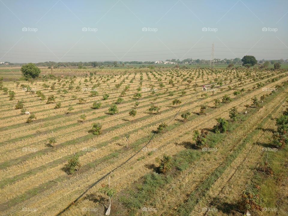 mango farm view