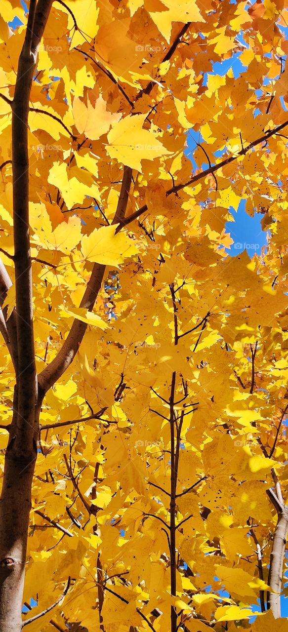 yellow autumn leaves on the tree