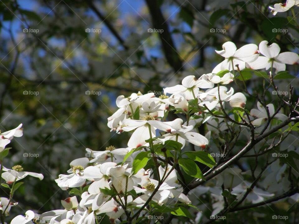 Dogwood in bloom