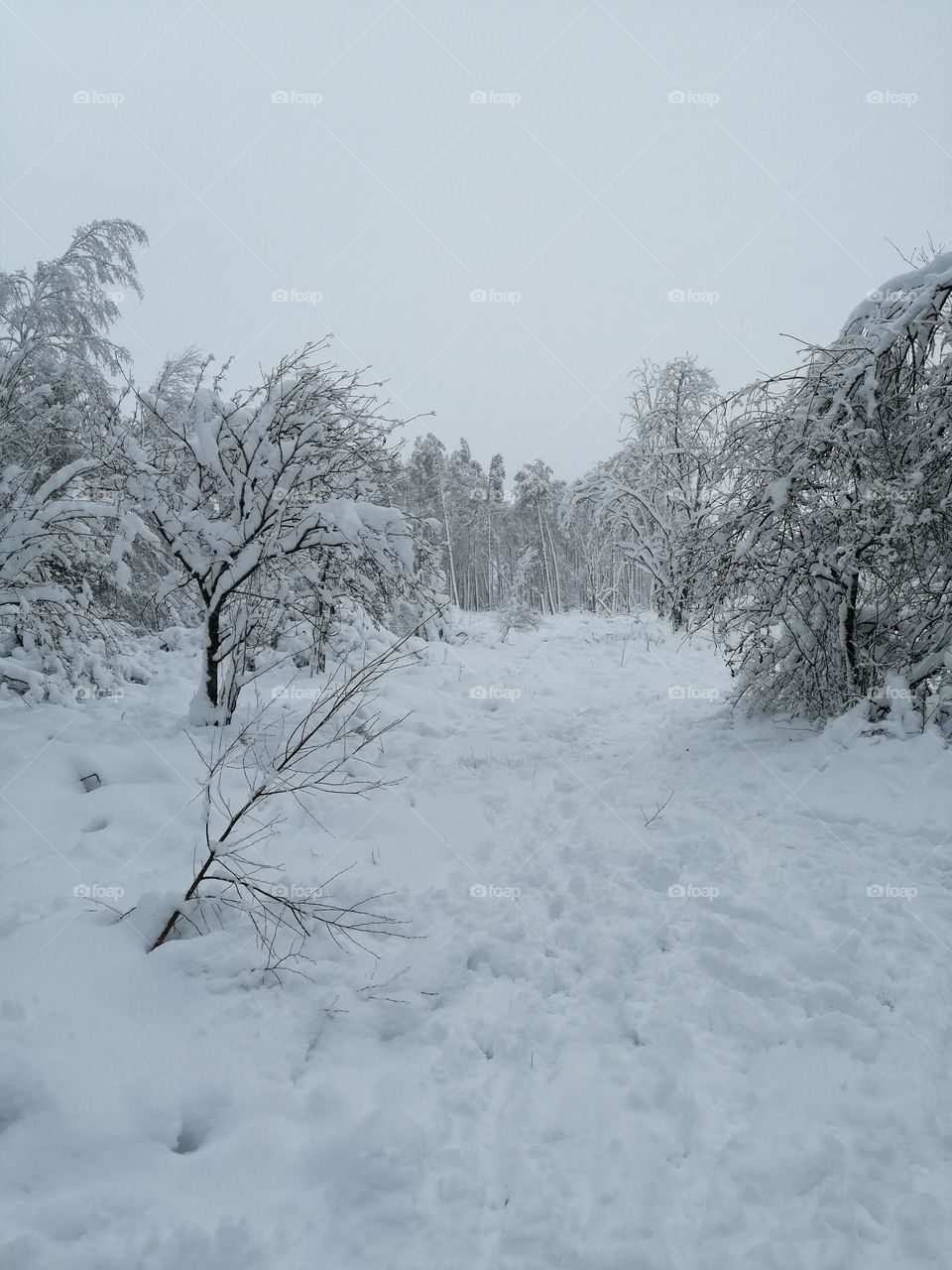 Bichon , maltese , white , hair , comics , dos , puppy , valley