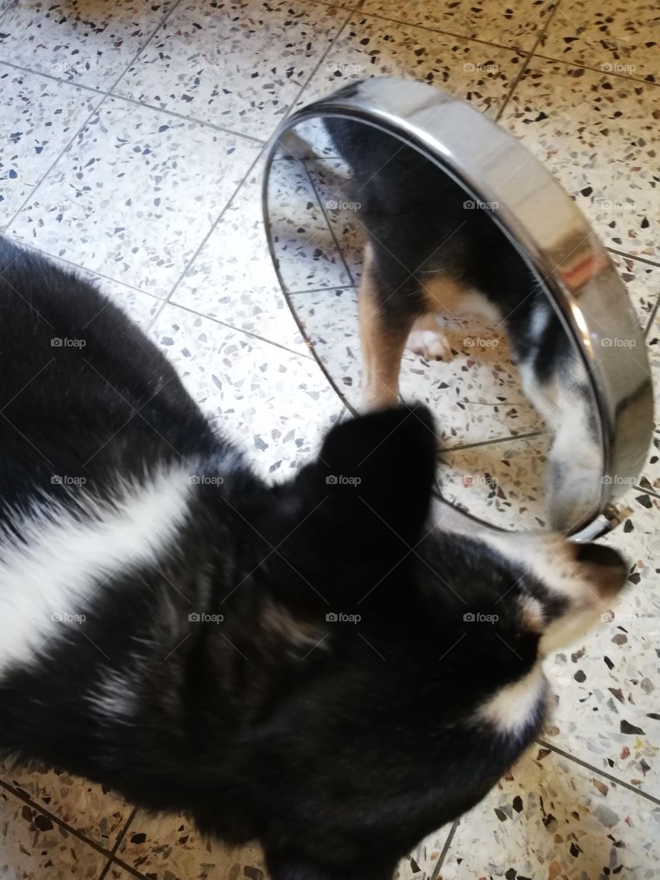 Dog looking at a mirror