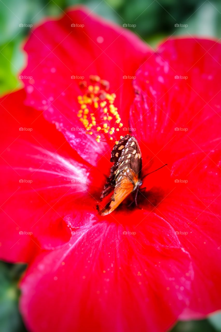 Butterfly 🦋 wonderland 😍💖🌺🌸🌼