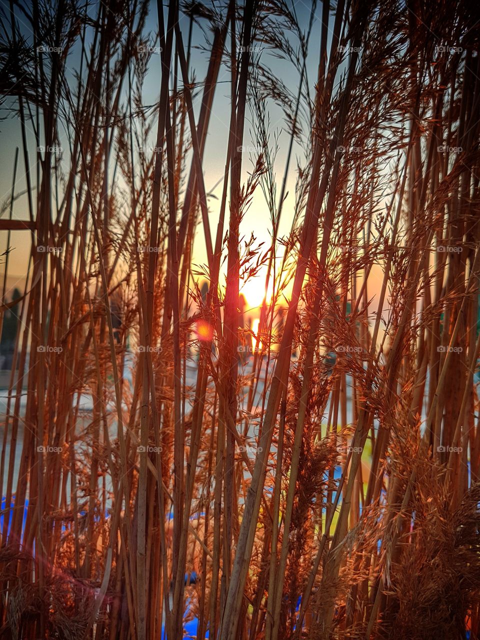 Sunrise behind the reed.