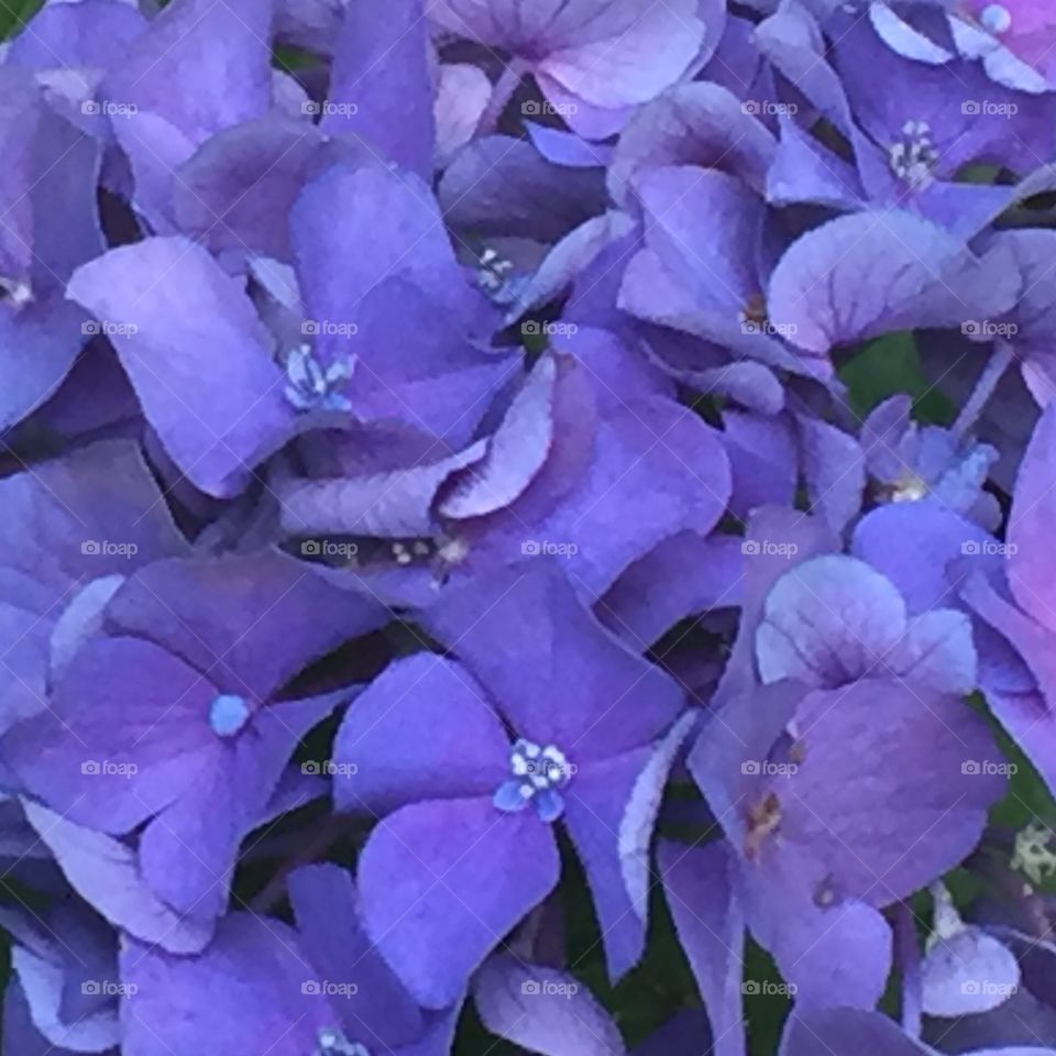 Hydrangea 