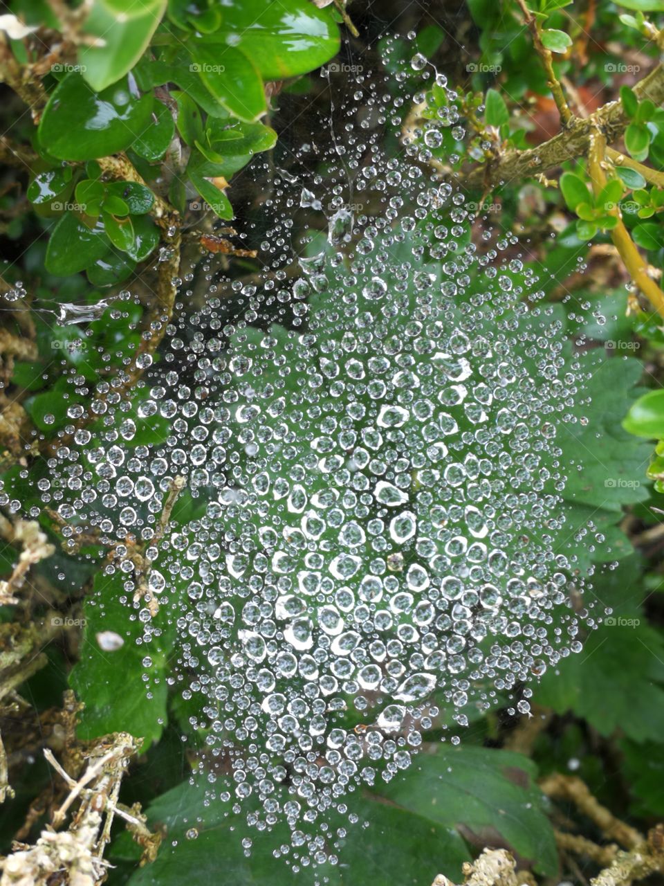 Spinnennetz unter Regen