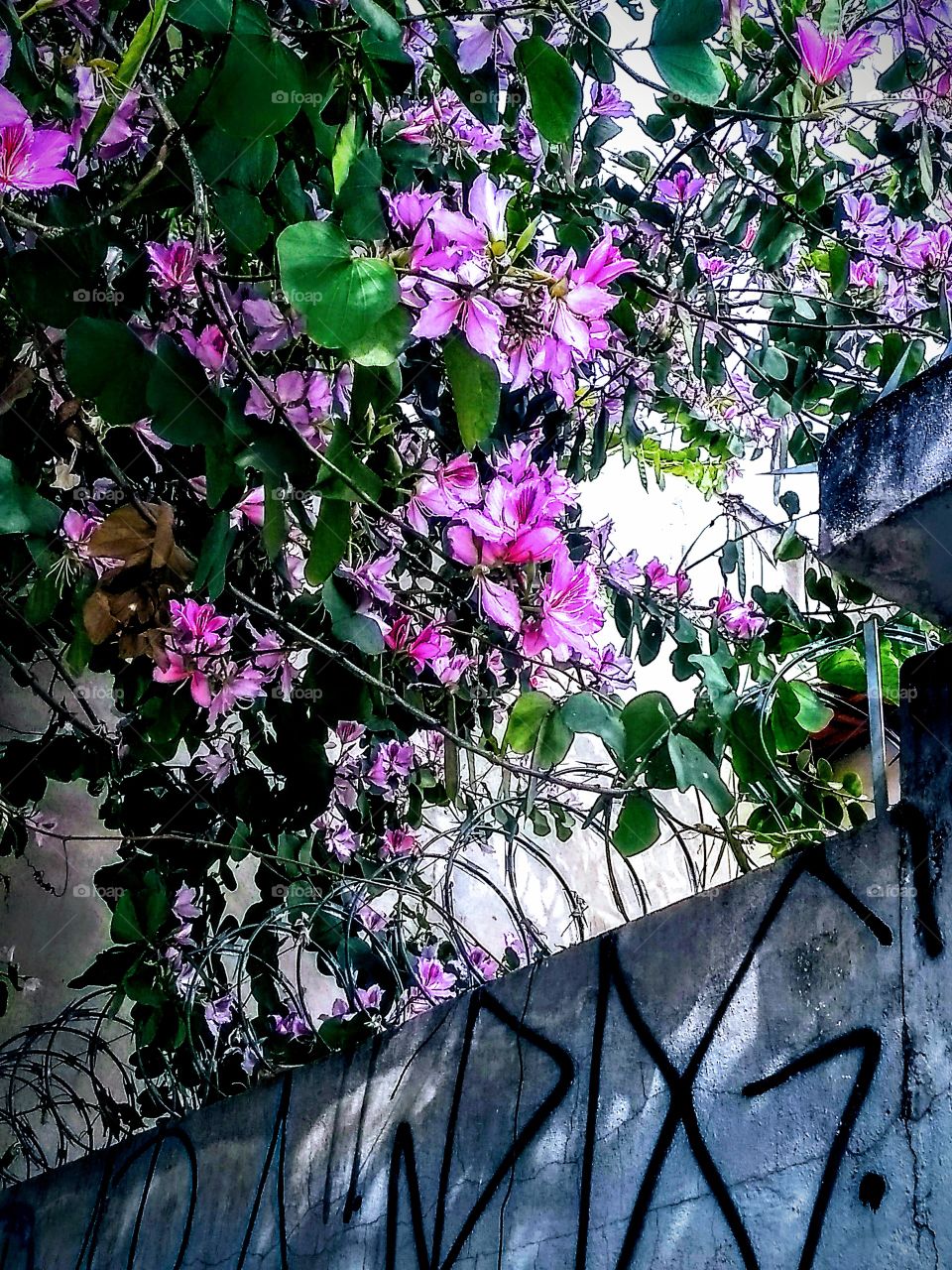 contrast of beauty with fear