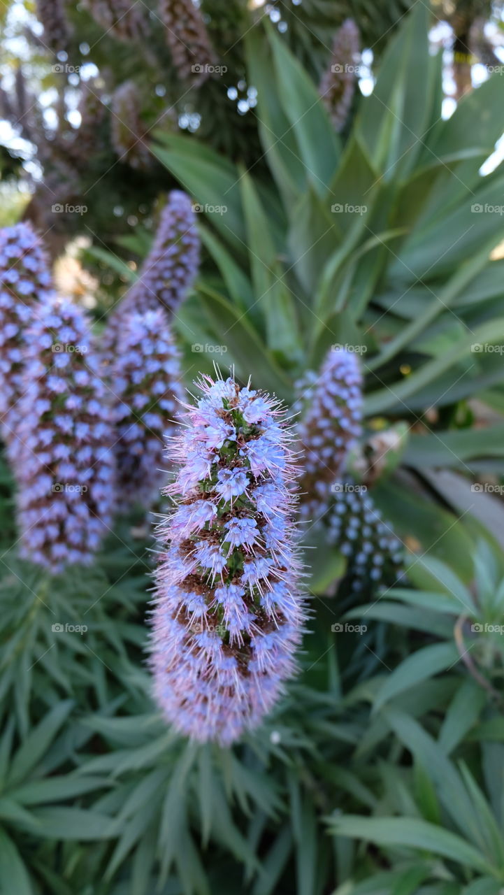 Echium Candicans also known as Pride of Madeira. 