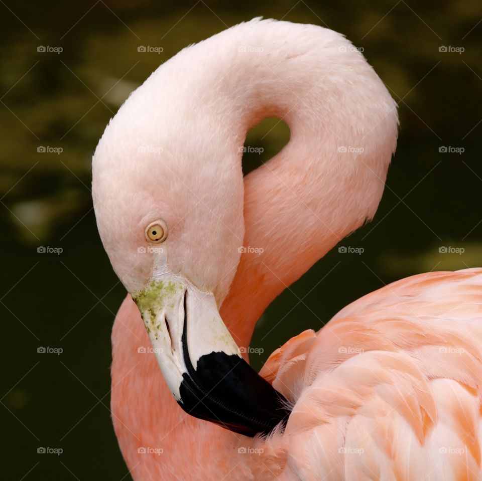 portrait of a flamingo ;)