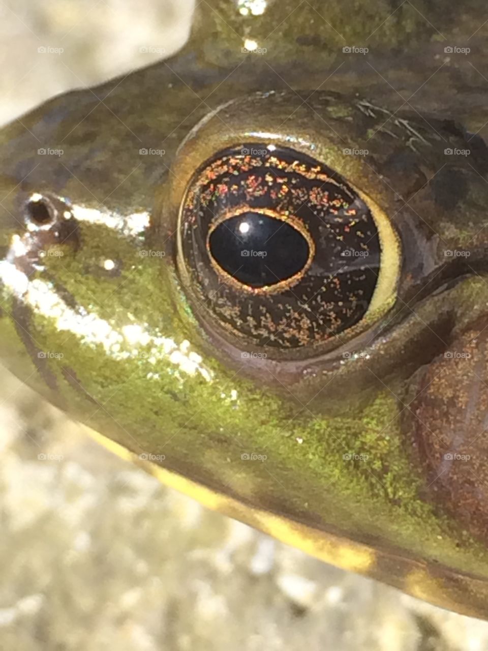 Golden eyes of a bull frog