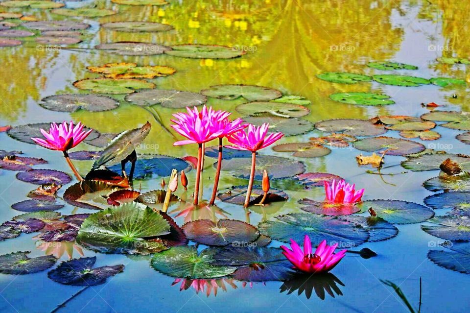 Lotus in nature.