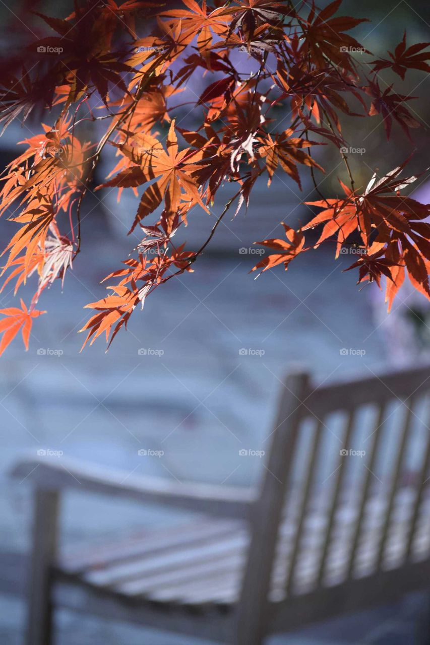 Autumn leat and bench