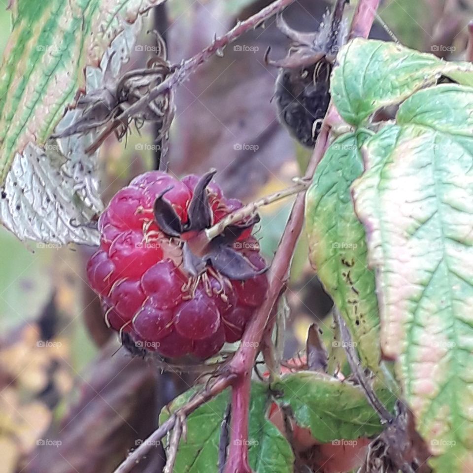 last fruit of rasberry in autumn  surroundings