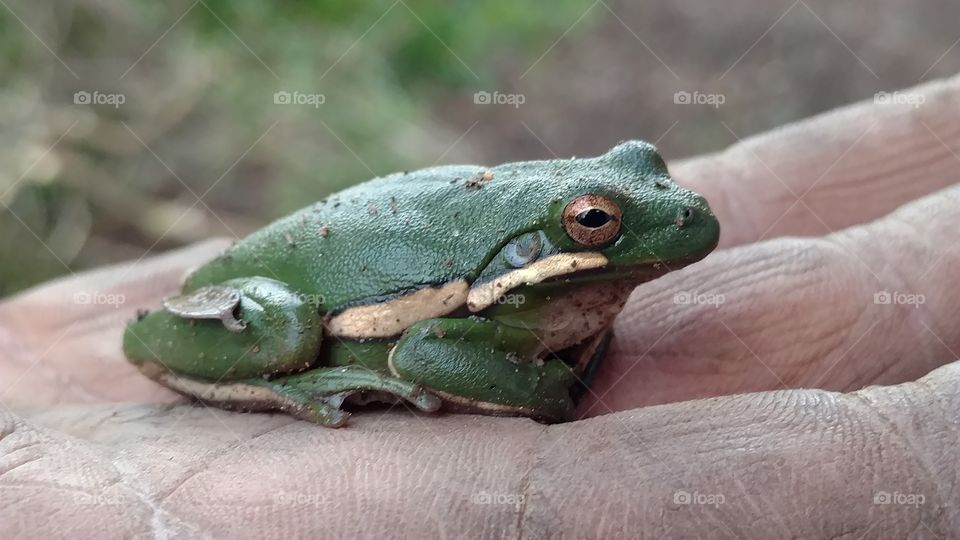 Frog, Amphibian, Wildlife, No Person, Nature