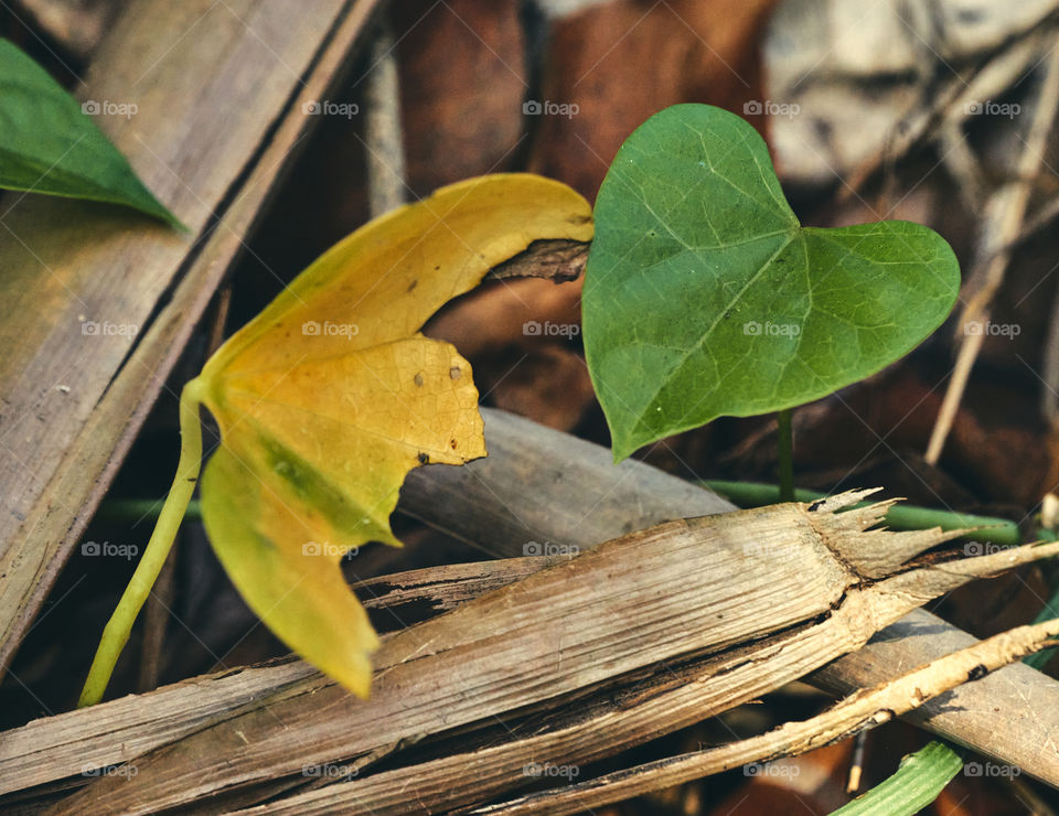 Backyard garden photography