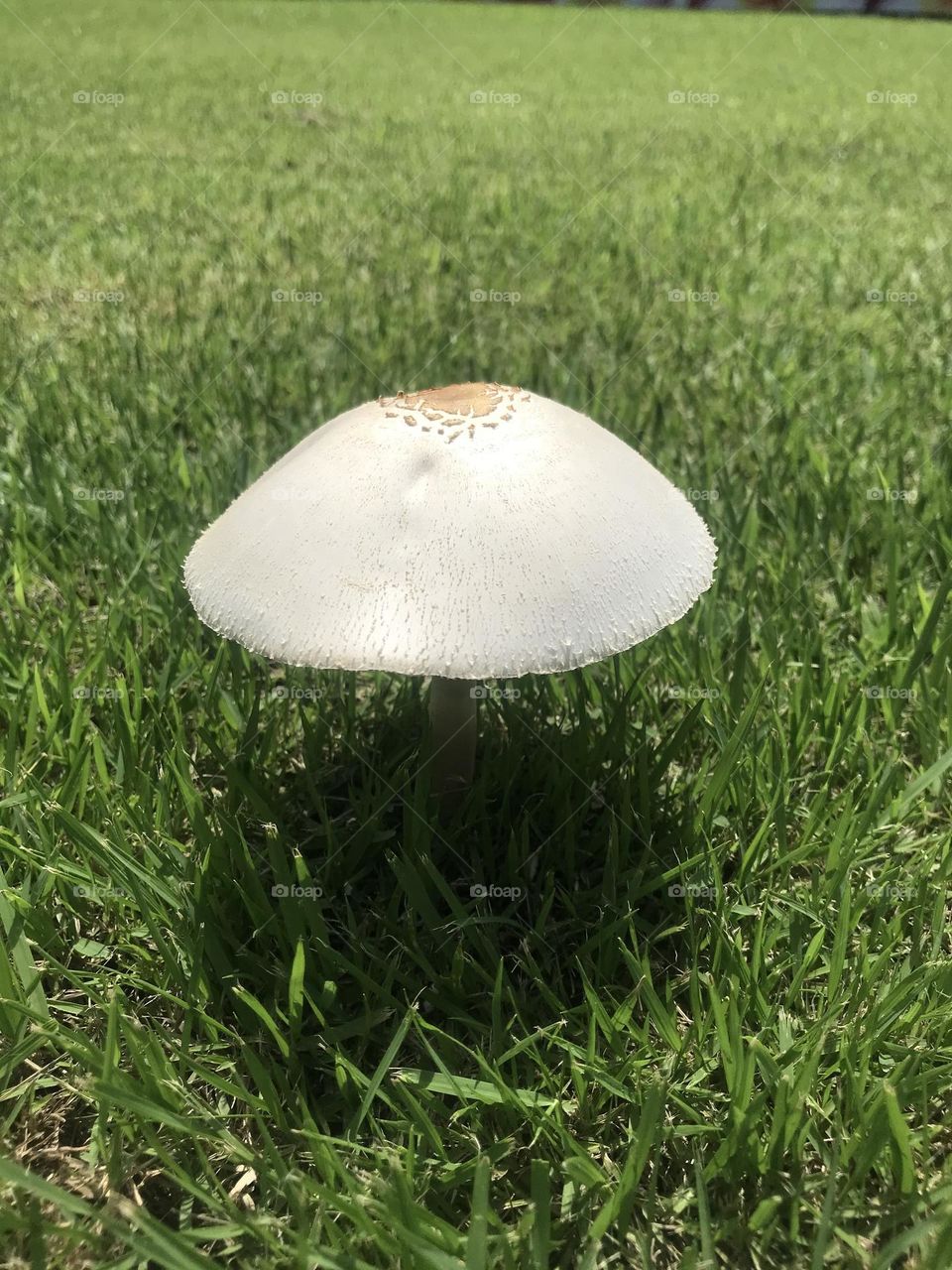 mushroom