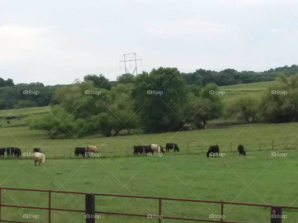 Farm land cows
