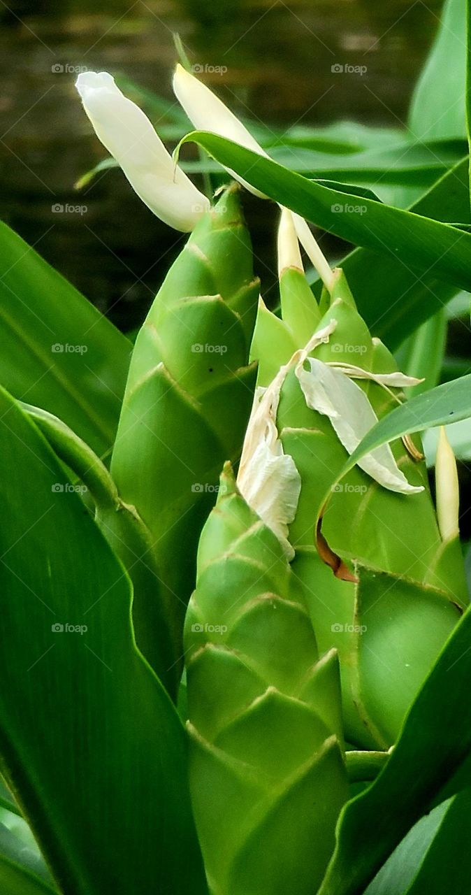 White butterfly .Hedychium coronarium.