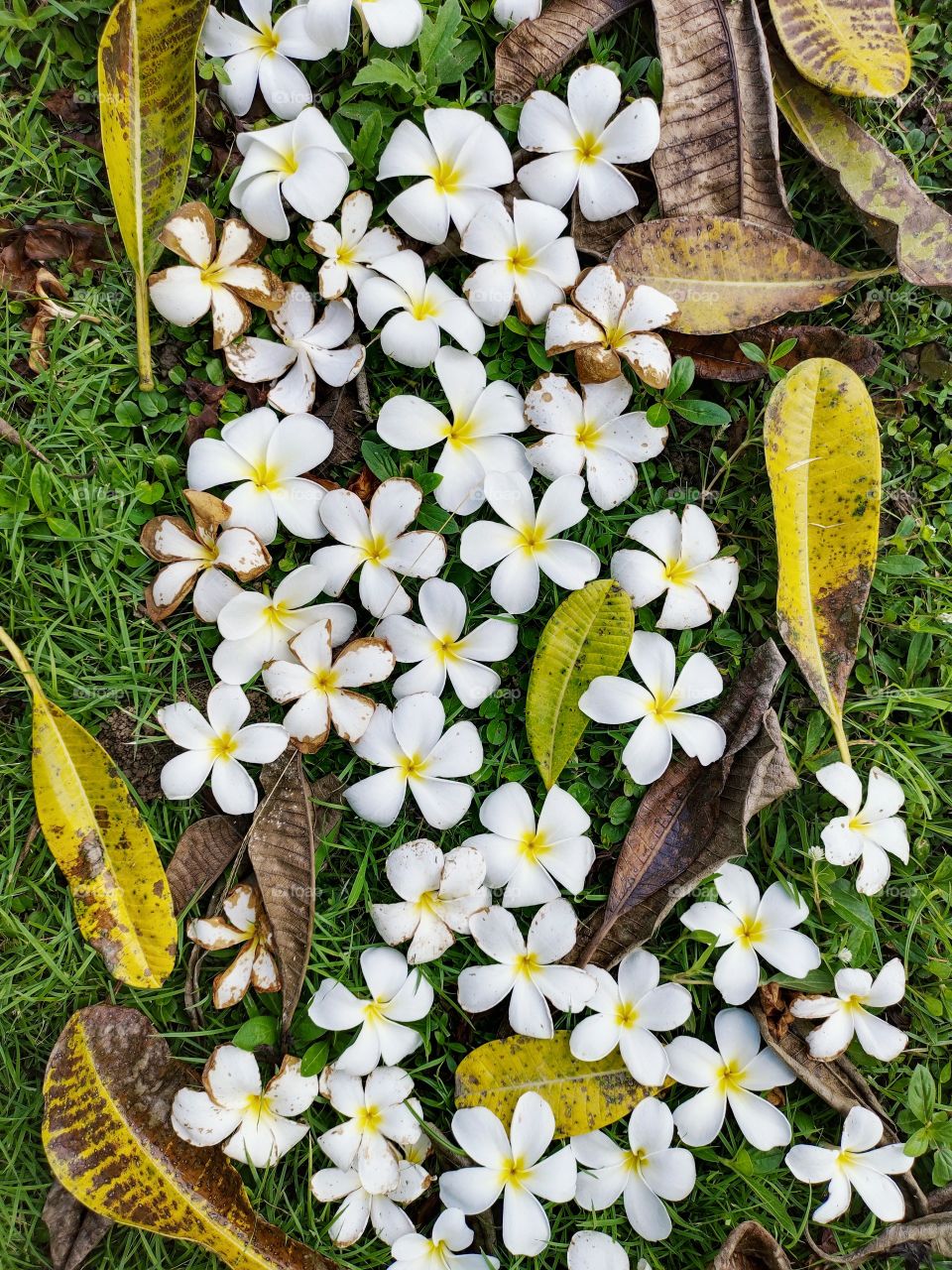 Natural flatlay with lovely fragrant frangipani white flowers and fallen leaves lining the fresh grass