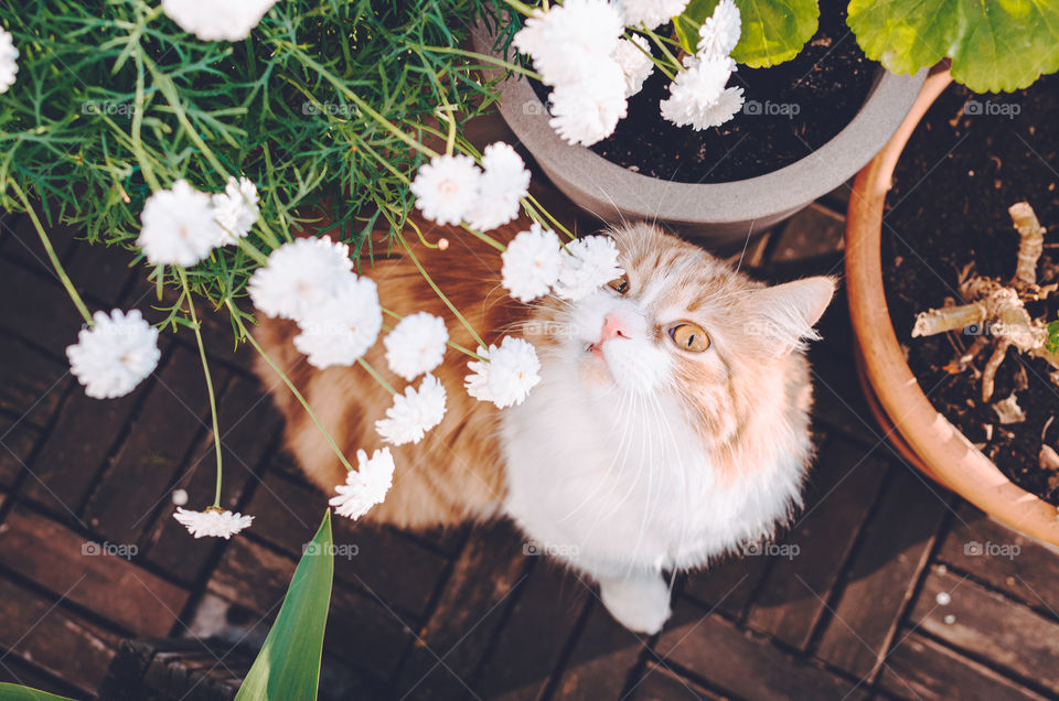 Top view of a funny and cute ginger cat sniffing blooming flowers on a sunny summer day.