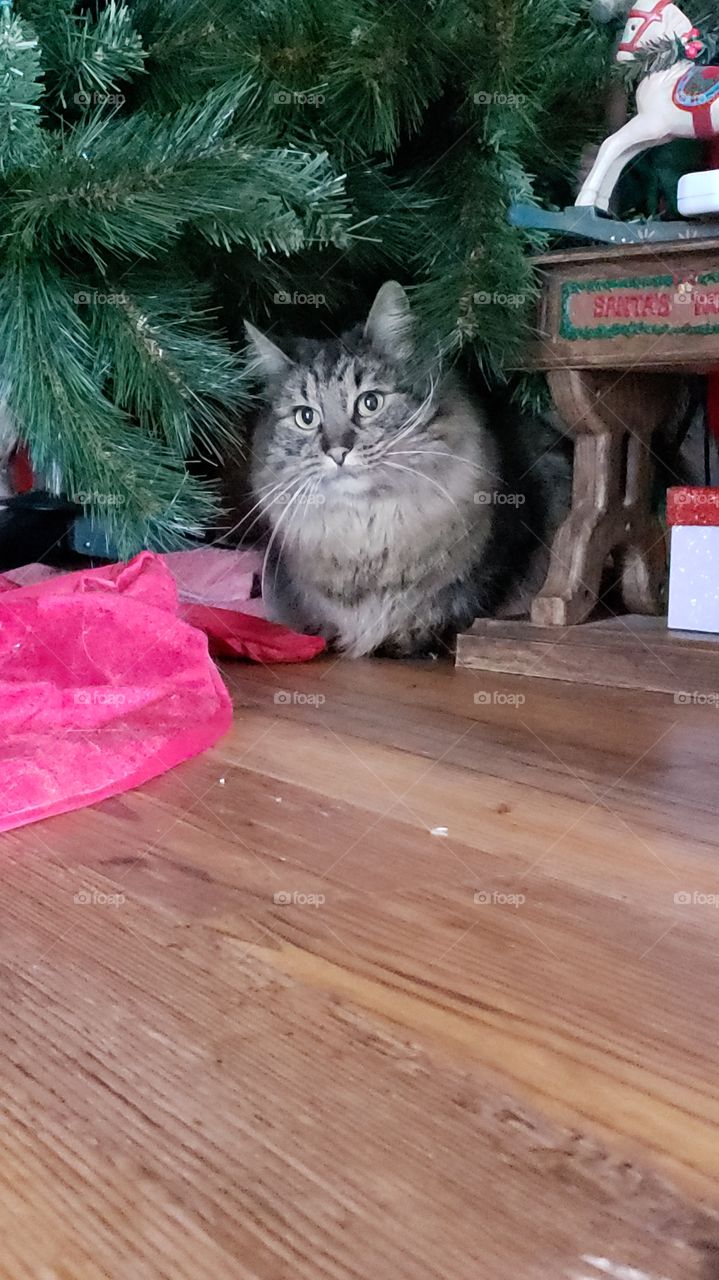 cat at Christmas