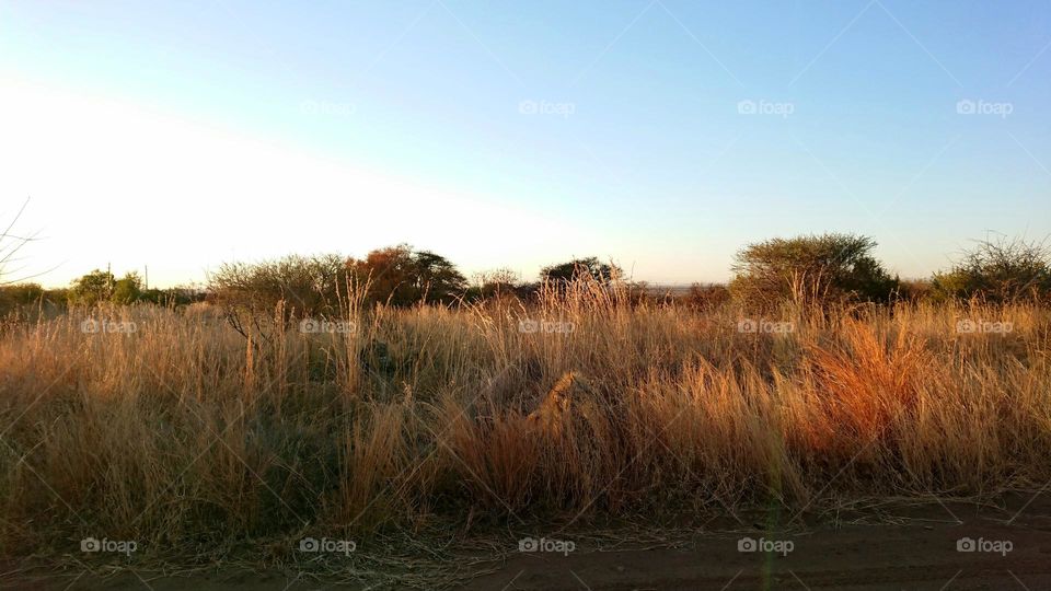 Spot the male lion in the beautiful morning sunlight, South Africa