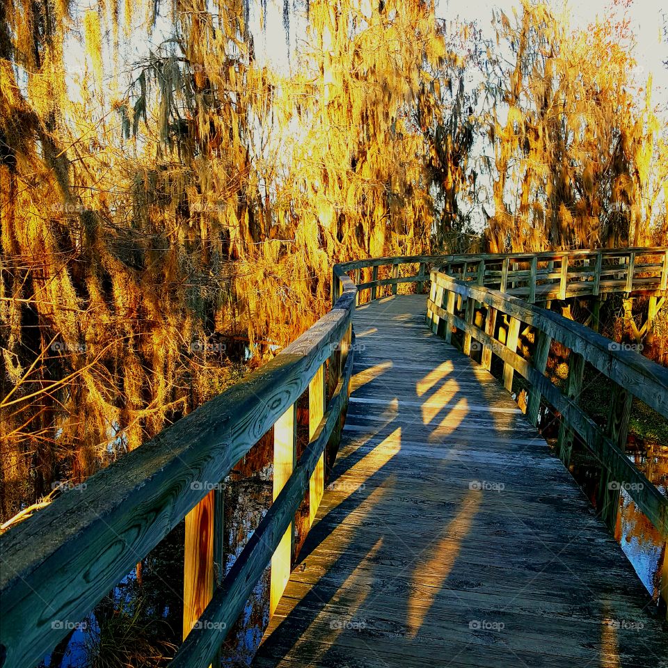 Winding Swamp Bridge