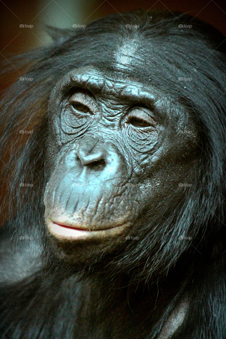 Adult Bonobo