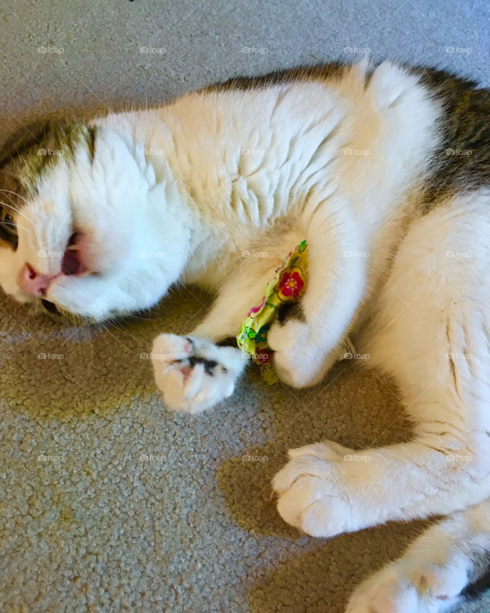 She loves her catnip toy