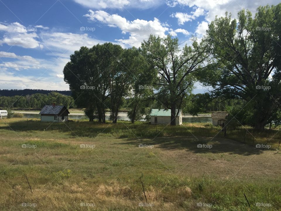 Tree, Landscape, No Person, Grass, Nature