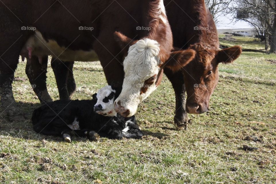 Newborn Calf, being cleaned by the momma cow