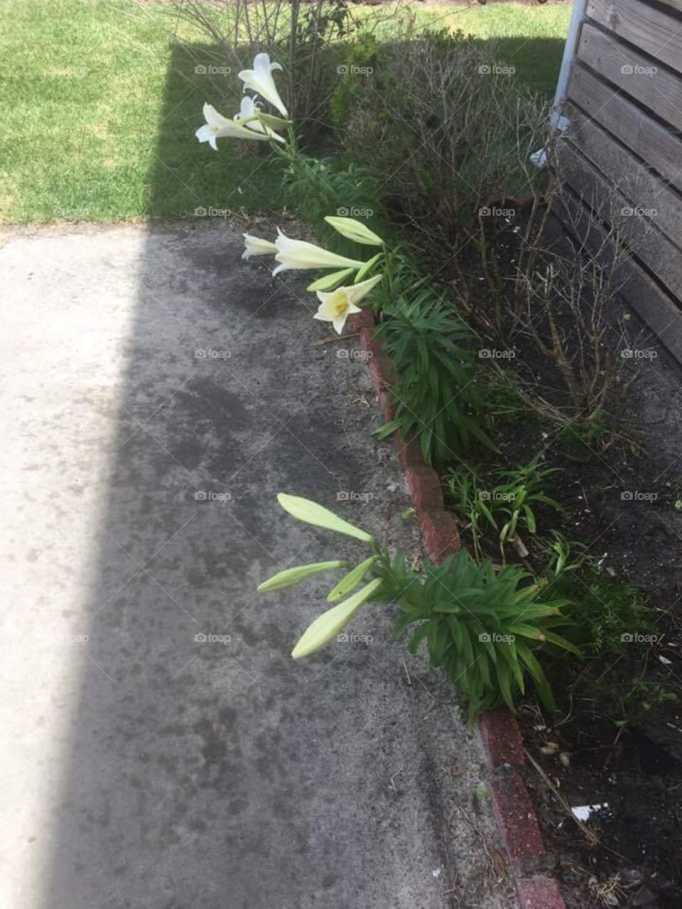 Easter Lilies after Easter