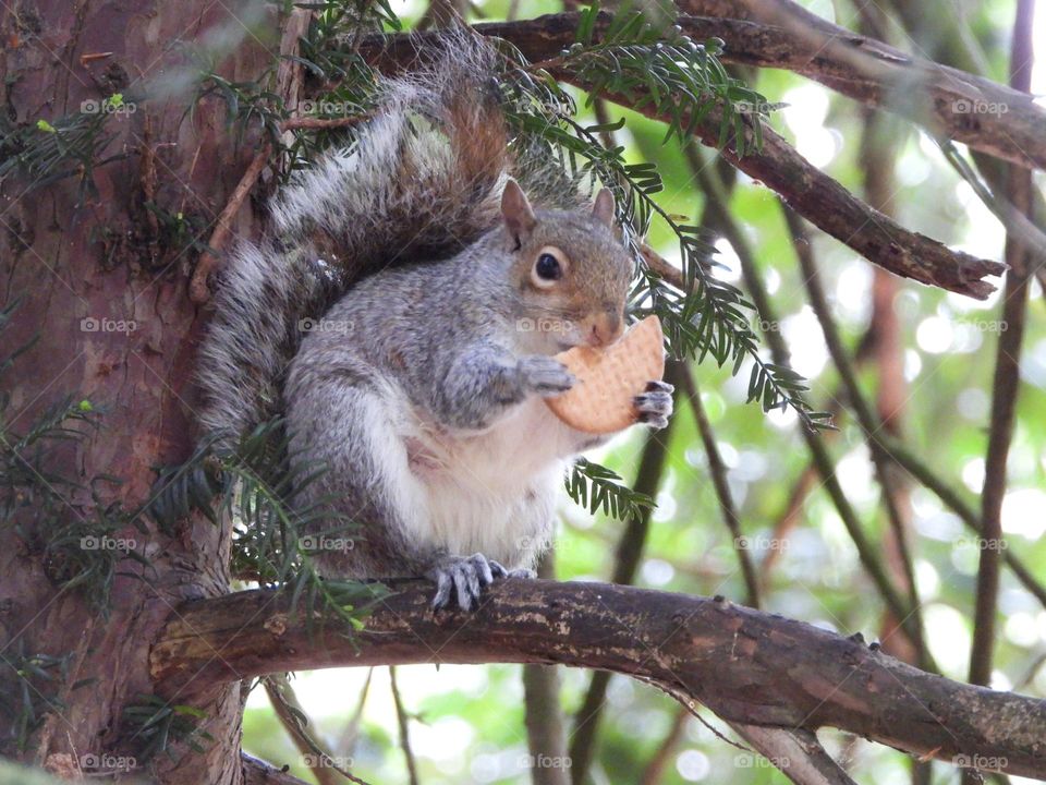 A squirrel with a biscuit 