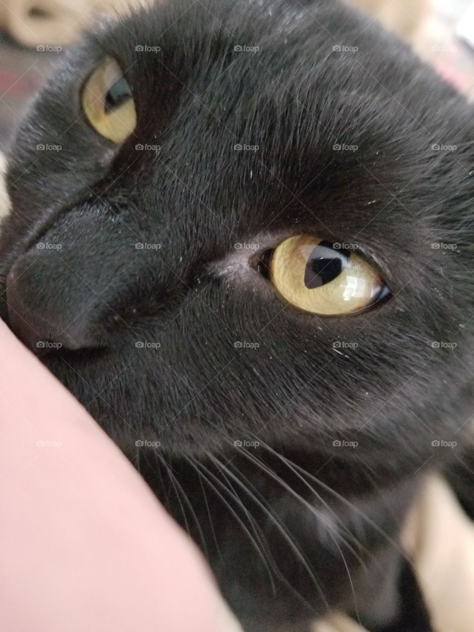 Daisy, our black cat, giving kitty kisses.