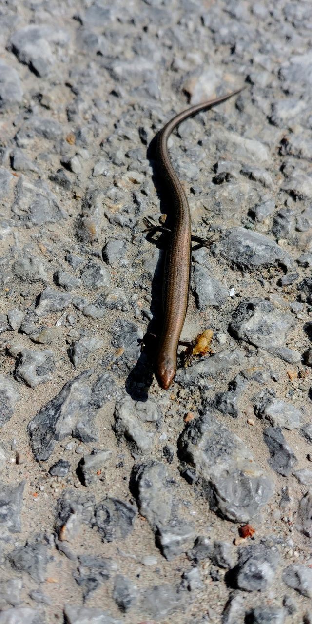 animal