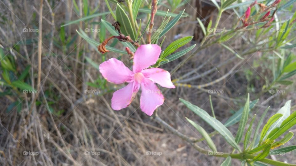 Pink summer flower