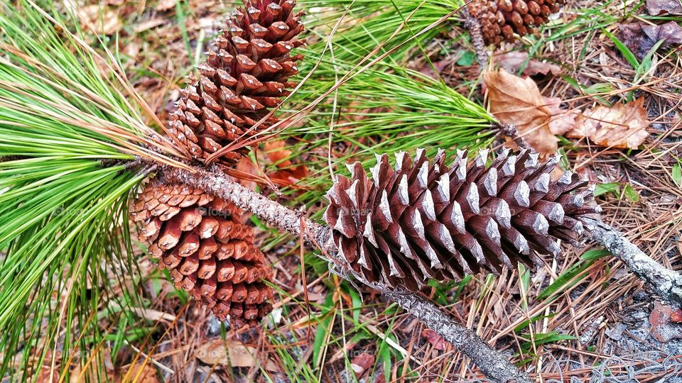 Cone of Pines