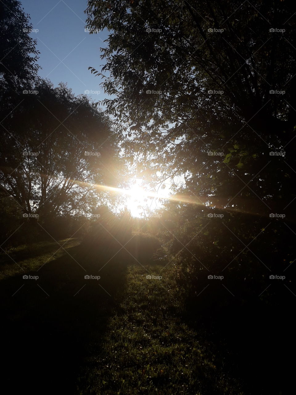 early morning sun in dew covered  garden with trees silhouettes