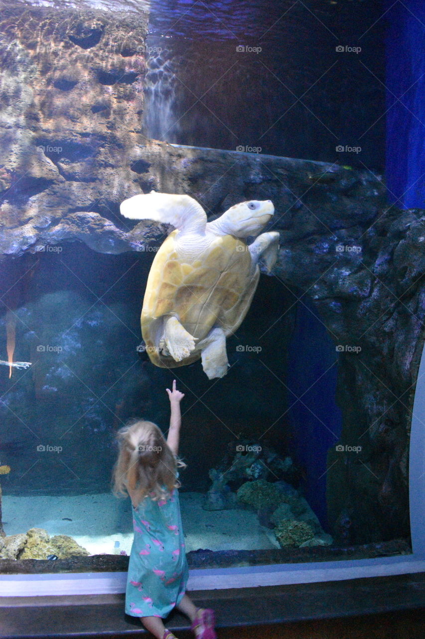 girl pointing at sea turtle