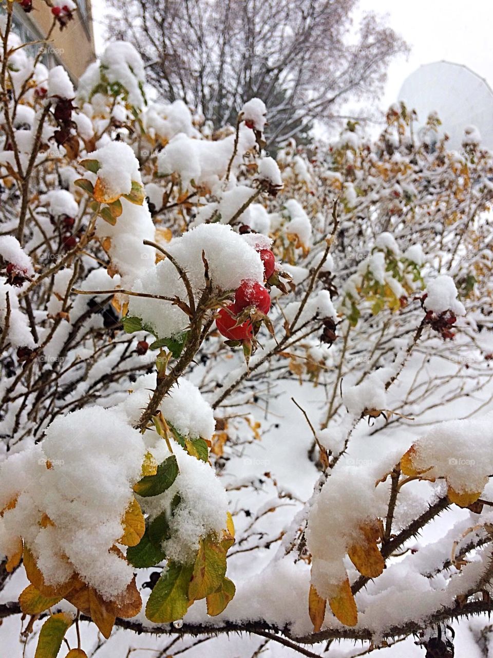 First signs of winter 