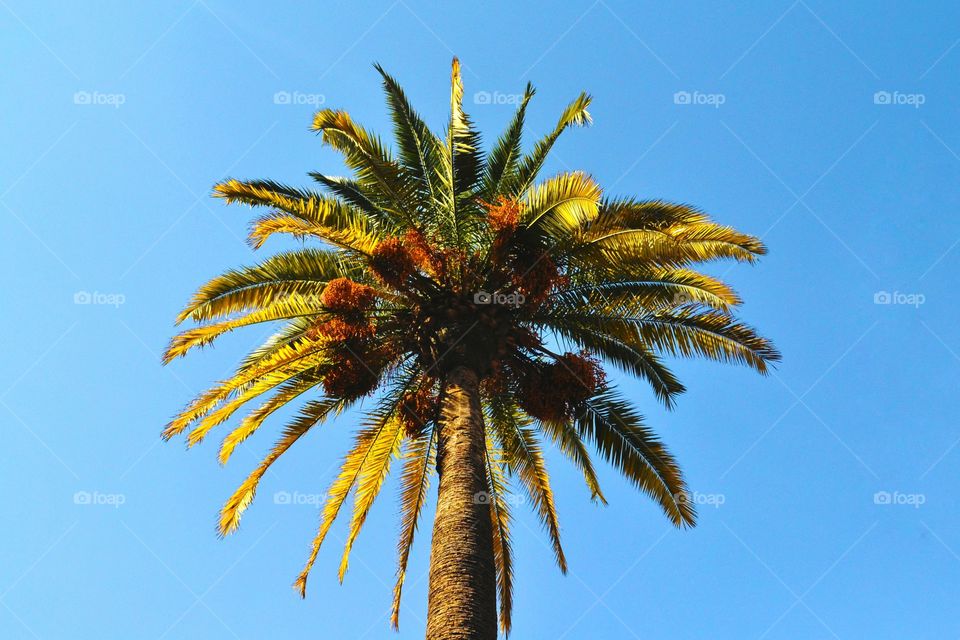 Palm tree with a blue sky as background