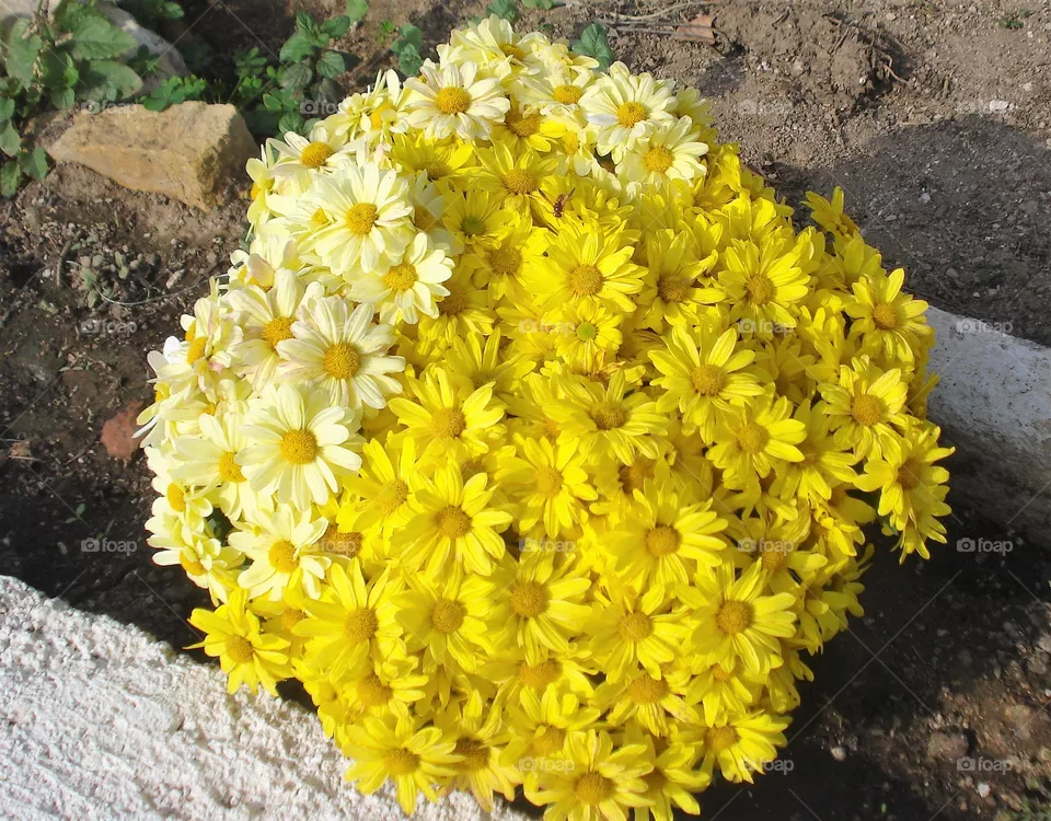 flowers
