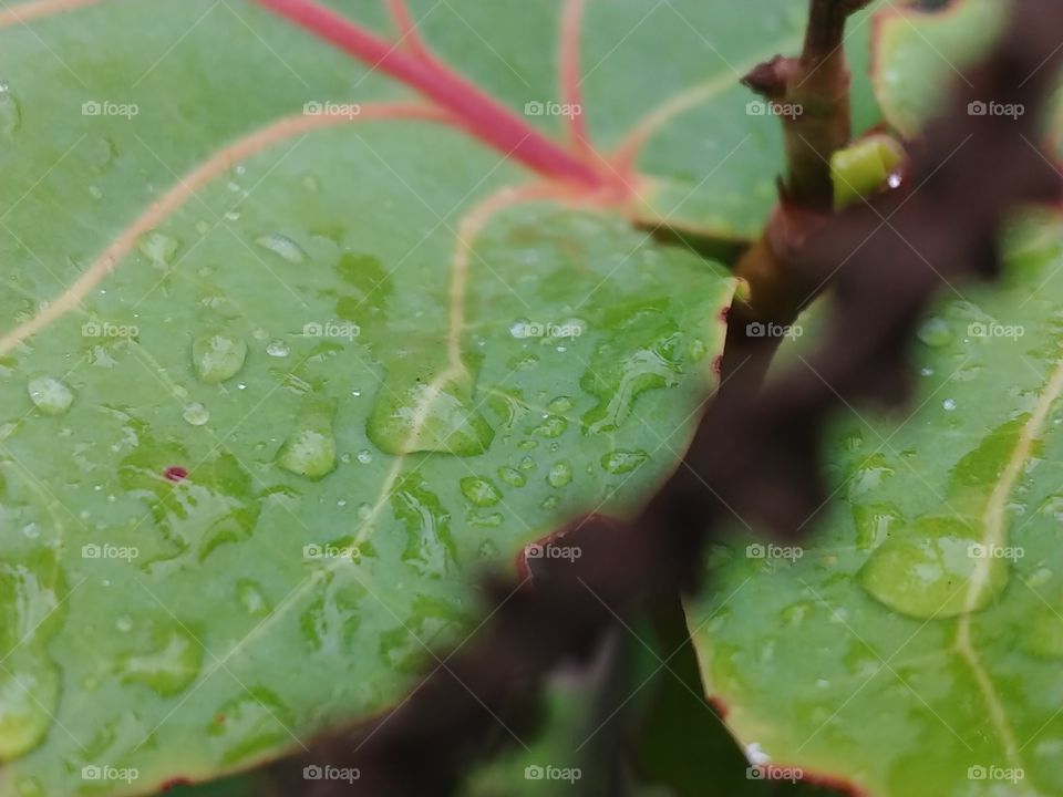 Sea Grape leaves with rain drops with a close-up of a twig blurred in front of the leaves.