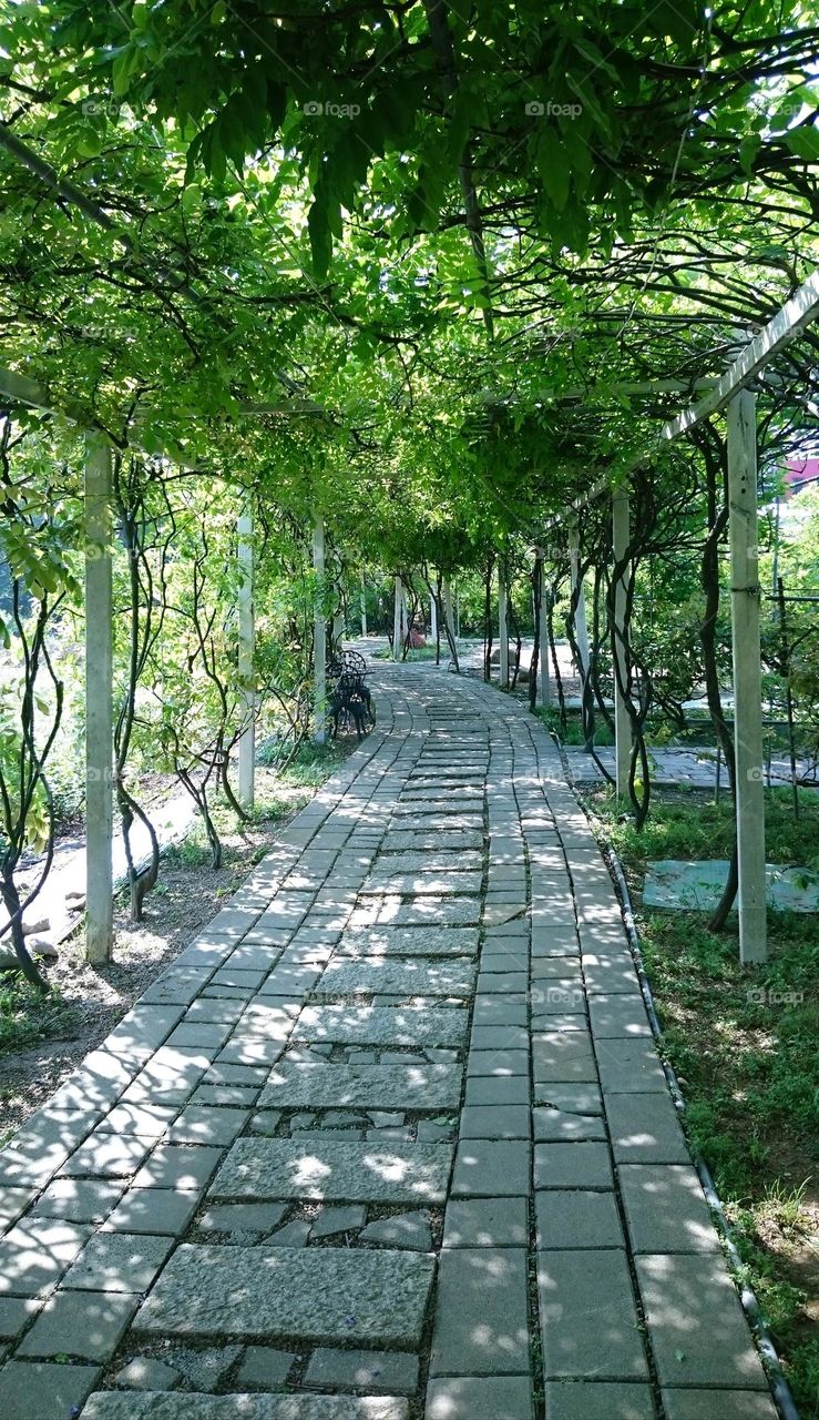 Wisteria Wonderland: Tranquil Pathway Beneath the Arbored Canopy