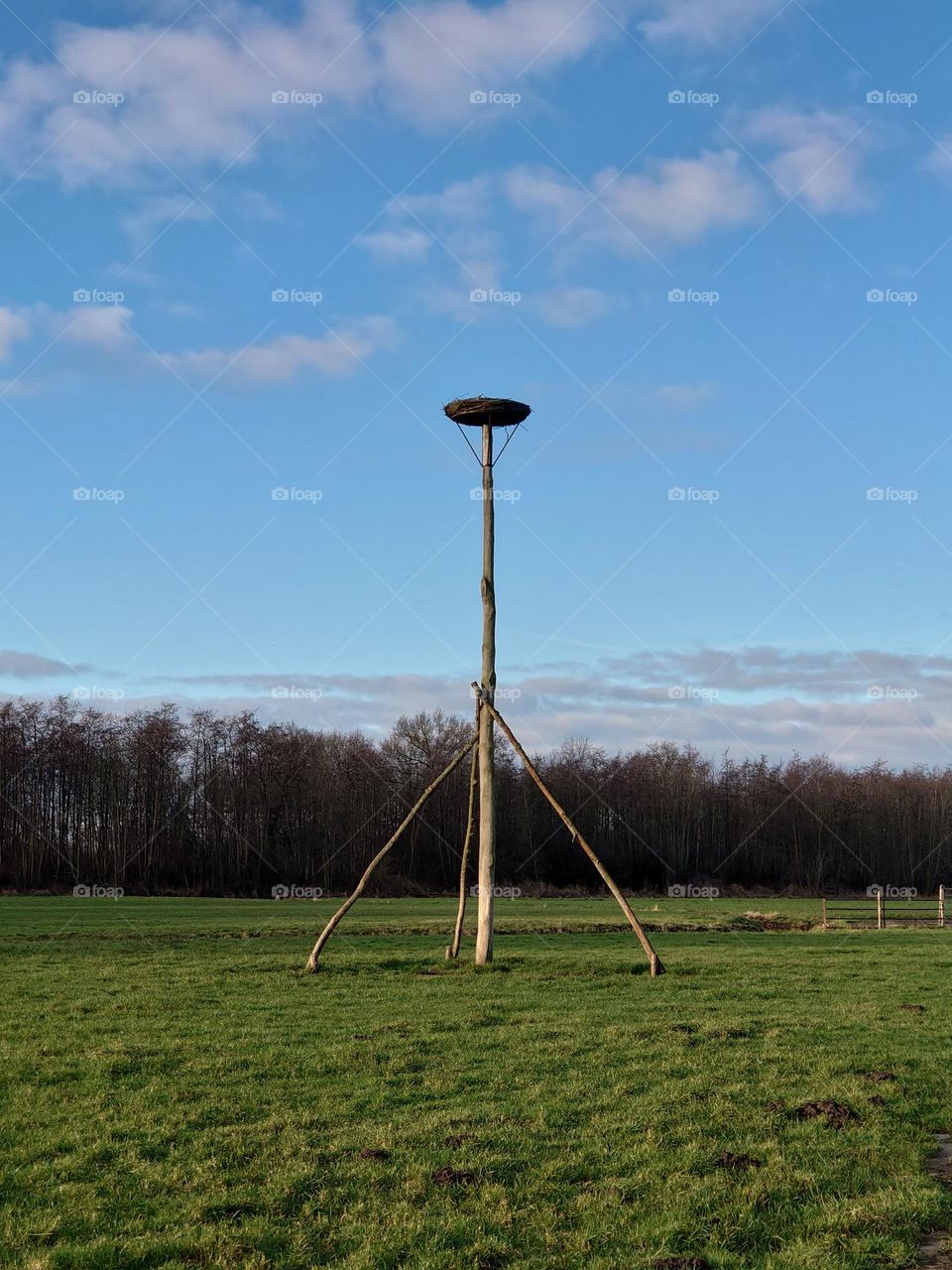 Stork nest